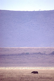 Picture 'KT1_31_34 Rhinoceros, Tanzania, Ngorongoro'